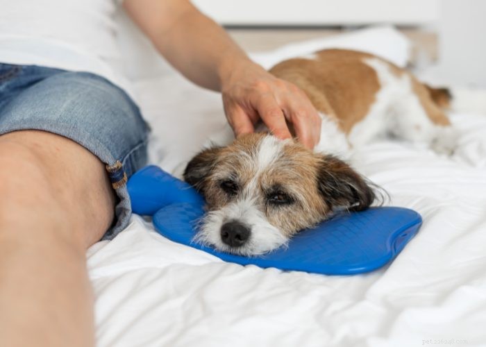 Top 20 Reasons Your Dog Won’t Eat or Drink – Quick Solutions & Vet Tips