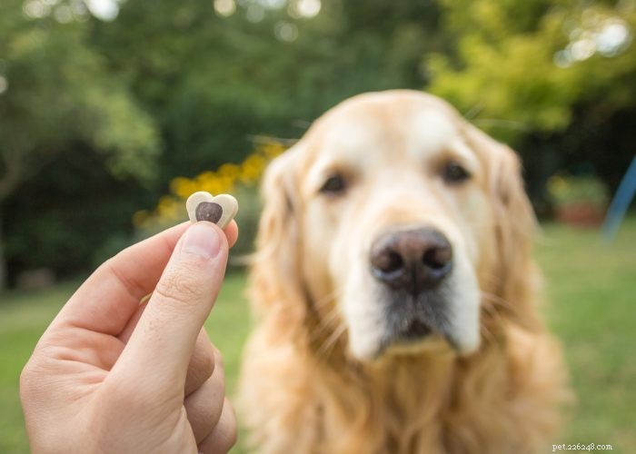 Top 20 Reasons Your Dog Won’t Eat or Drink – Quick Solutions & Vet Tips