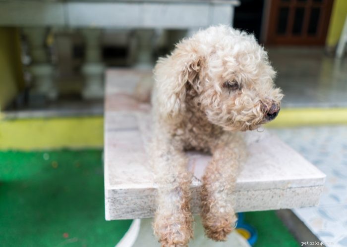 Top 20 Reasons Your Dog Won’t Eat or Drink – Quick Solutions & Vet Tips
