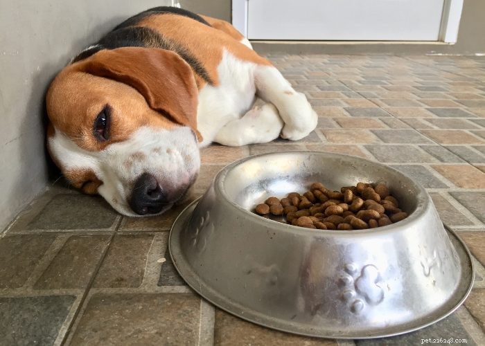 Top 20 Reasons Your Dog Won’t Eat or Drink – Quick Solutions & Vet Tips