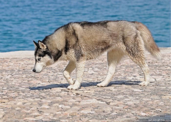 Top 20 Reasons Your Dog Won’t Eat or Drink – Quick Solutions & Vet Tips