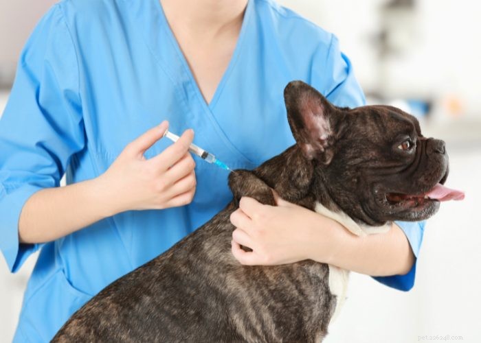 Top 20 Reasons Your Dog Won’t Eat or Drink – Quick Solutions & Vet Tips