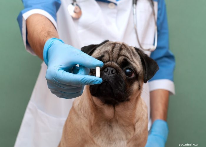 Top 20 Reasons Your Dog Won’t Eat or Drink – Quick Solutions & Vet Tips