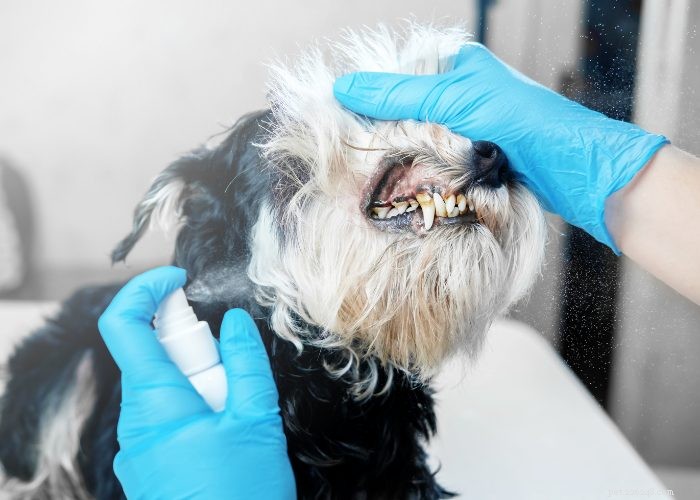 Top 20 Reasons Your Dog Won’t Eat or Drink – Quick Solutions & Vet Tips
