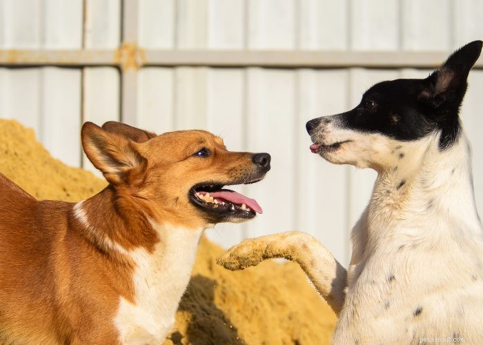 Top 20 Reasons Your Dog Won’t Eat or Drink – Quick Solutions & Vet Tips