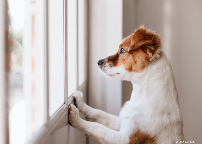 Top 20 Reasons Your Dog Won’t Eat or Drink – Quick Solutions & Vet Tips
