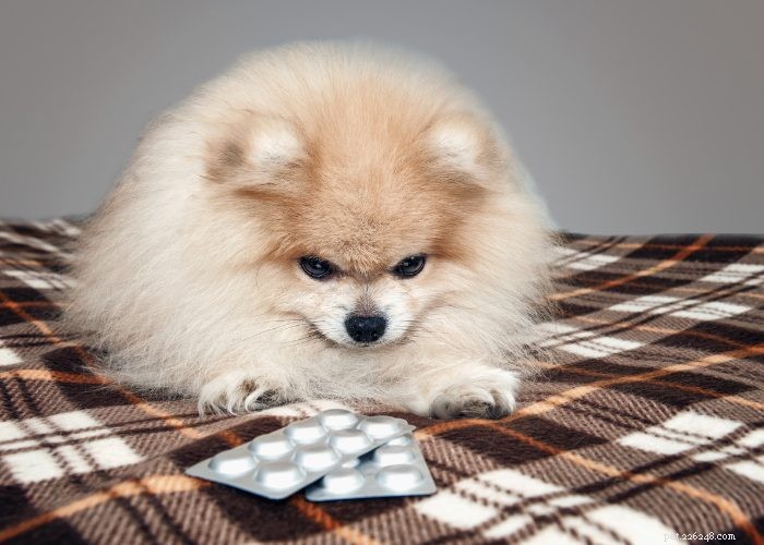 Top 20 Reasons Your Dog Won’t Eat or Drink – Quick Solutions & Vet Tips