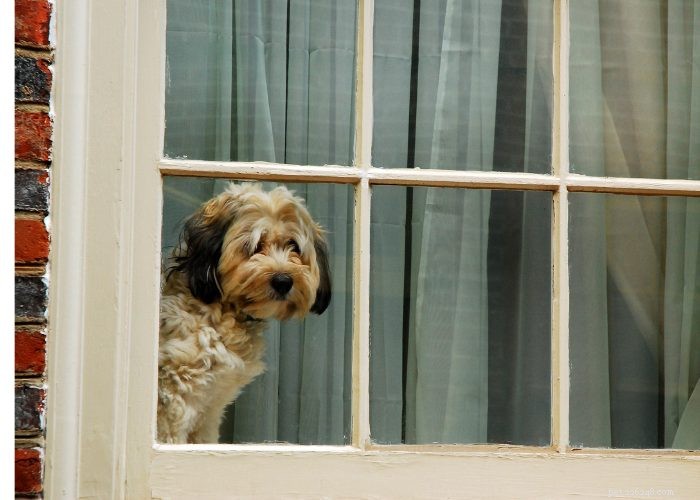 Top 20 Reasons Your Dog Won’t Eat or Drink – Quick Solutions & Vet Tips