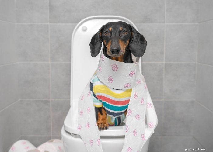 Top 20 Reasons Your Dog Won’t Eat or Drink – Quick Solutions & Vet Tips
