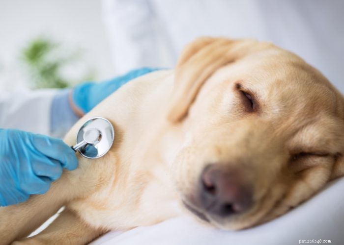 Top 20 Reasons Your Dog Won’t Eat or Drink – Quick Solutions & Vet Tips