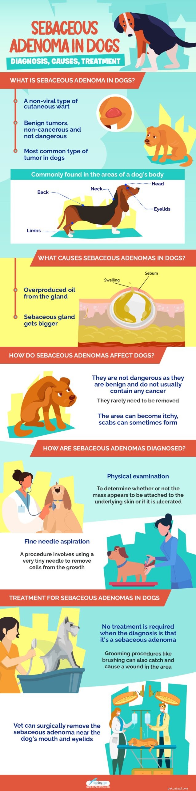 Sebaceous Adenoma in Dogs: Diagnosis, Causes & Effective Treatments – A Comprehensive Guide
