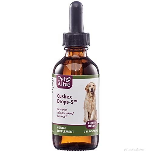 Cushing’s Disease in Dogs: Recognize Symptoms, Accurate Diagnosis, and Effective Treatments