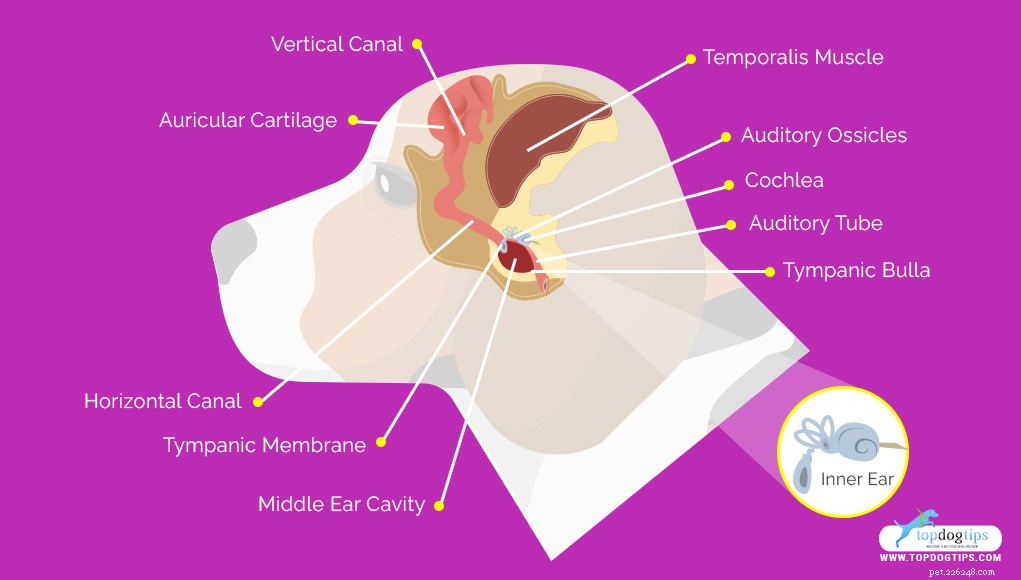 Dog Ear Care Guide: Expert Tips for Health & Happiness