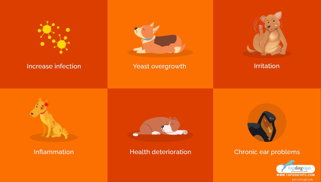 Dog Ear Care Guide: Expert Tips for Health & Happiness