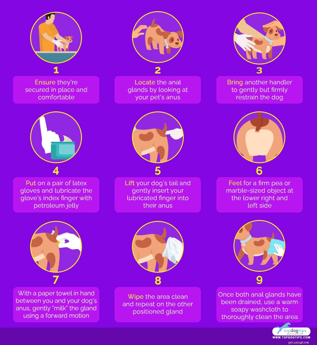 How to Safely Drain Your Dog’s Anal Glands: A Step-by-Step Guide