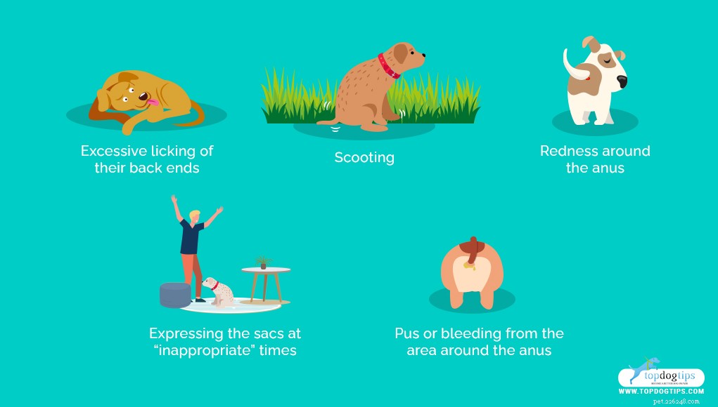 How to Safely Drain Your Dog’s Anal Glands: A Step-by-Step Guide