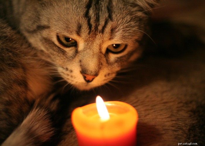 Pet Fire Safety Guide: 23 Essential Tips to Protect Your Furry Friends This Season