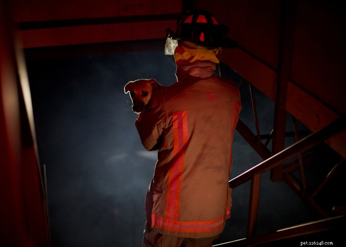 Pet Fire Safety Guide: 23 Essential Tips to Protect Your Furry Friends This Season