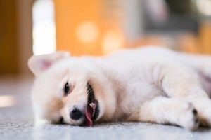 Anise & Catnip for Dogs: Safety, Benefits & Myths Explained