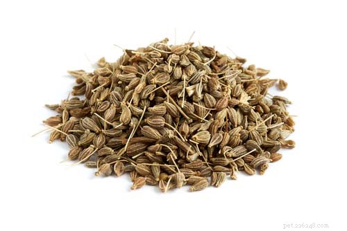 Anise & Catnip for Dogs: Safety, Benefits & Myths Explained