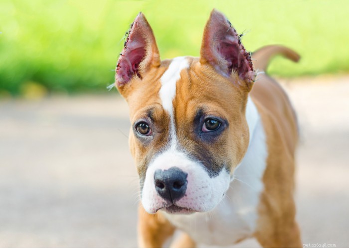 Ear Cropping in Dogs: Purpose, Procedure, and Impact on Your Pet
