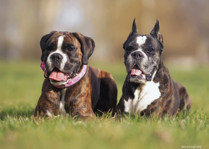 Ear Cropping in Dogs: Purpose, Procedure, and Impact on Your Pet