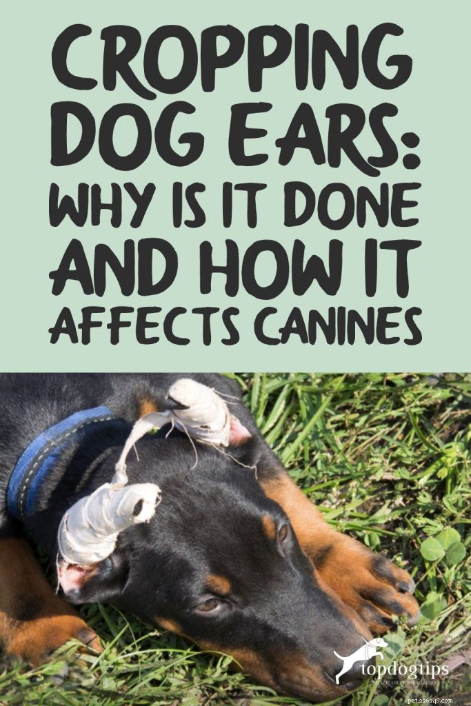 Ear Cropping in Dogs: Purpose, Procedure, and Impact on Your Pet
