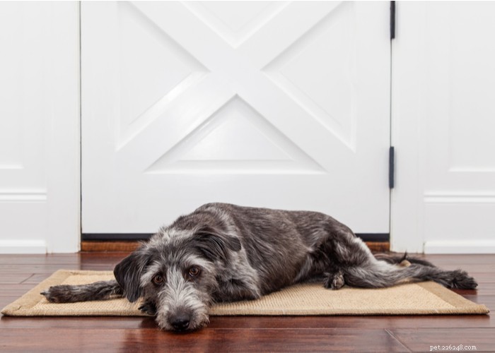 5 Expert Ways to Preserve Your Dog’s Joint Health and Prevent Painful Problems