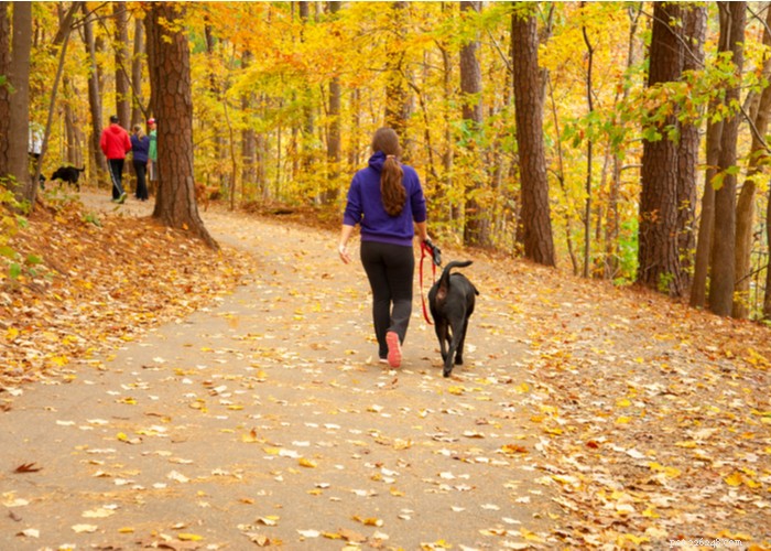5 Expert Ways to Preserve Your Dog’s Joint Health and Prevent Painful Problems