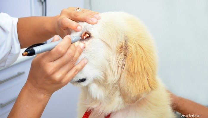 7 Common Eye Disorders in Dogs and How to Manage Them