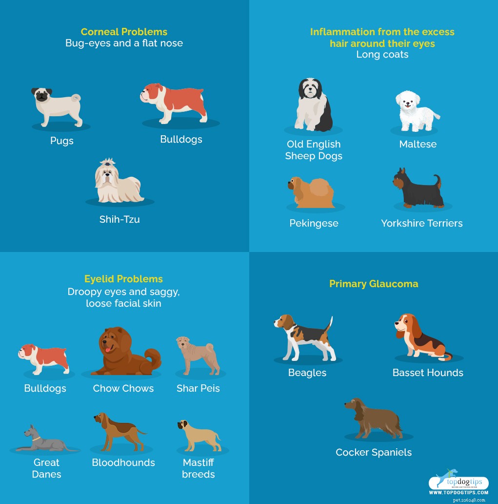 7 Common Eye Disorders in Dogs and How to Manage Them