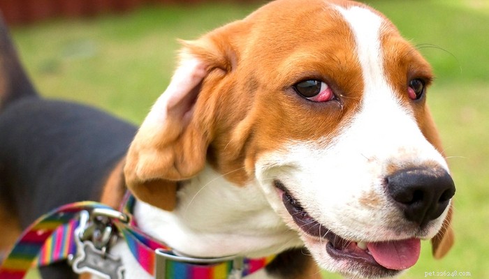 7 Common Eye Disorders in Dogs and How to Manage Them
