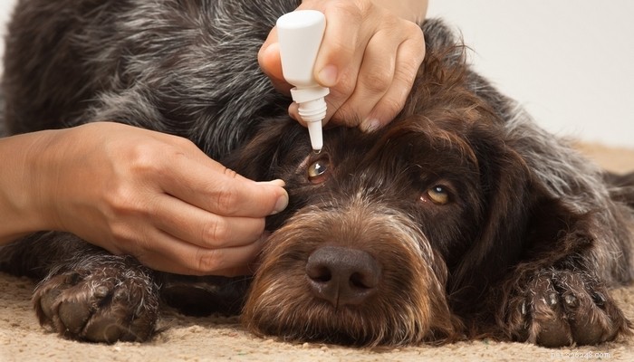 7 Common Eye Disorders in Dogs and How to Manage Them