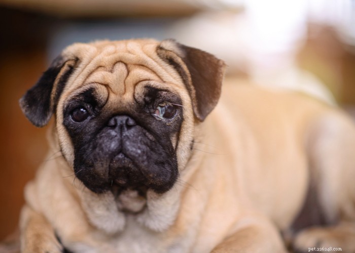 Dog Eye Discharge: Causes, Symptoms & Trusted Treatments