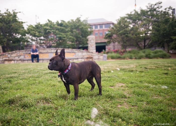 Understanding Dog Personality: Traits, Types, and Owner Training Tips
