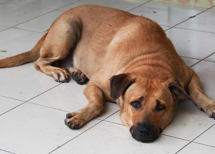 Understanding Dog Personality: Traits, Types, and Owner Training Tips