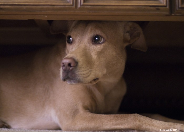 Understanding Dog Personality: Traits, Types, and Owner Training Tips