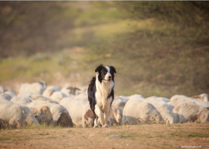 Understanding Dog Personality: Traits, Types, and Owner Training Tips