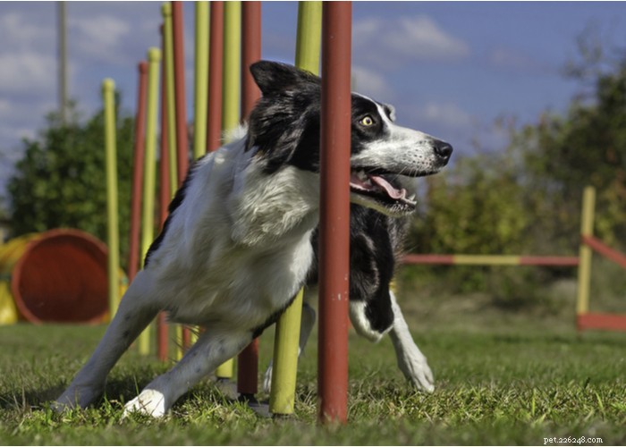 Understanding Dog Personality: Traits, Types, and Owner Training Tips