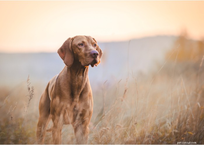 Understanding Dog Personality: Traits, Types, and Owner Training Tips