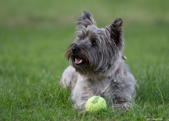 Understanding Dog Personality: Traits, Types, and Owner Training Tips