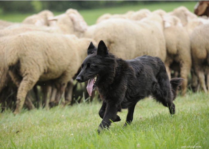 Understanding Dog Personality: Traits, Types, and Owner Training Tips
