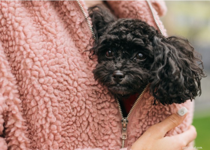 Understanding Dog Personality: Traits, Types, and Owner Training Tips