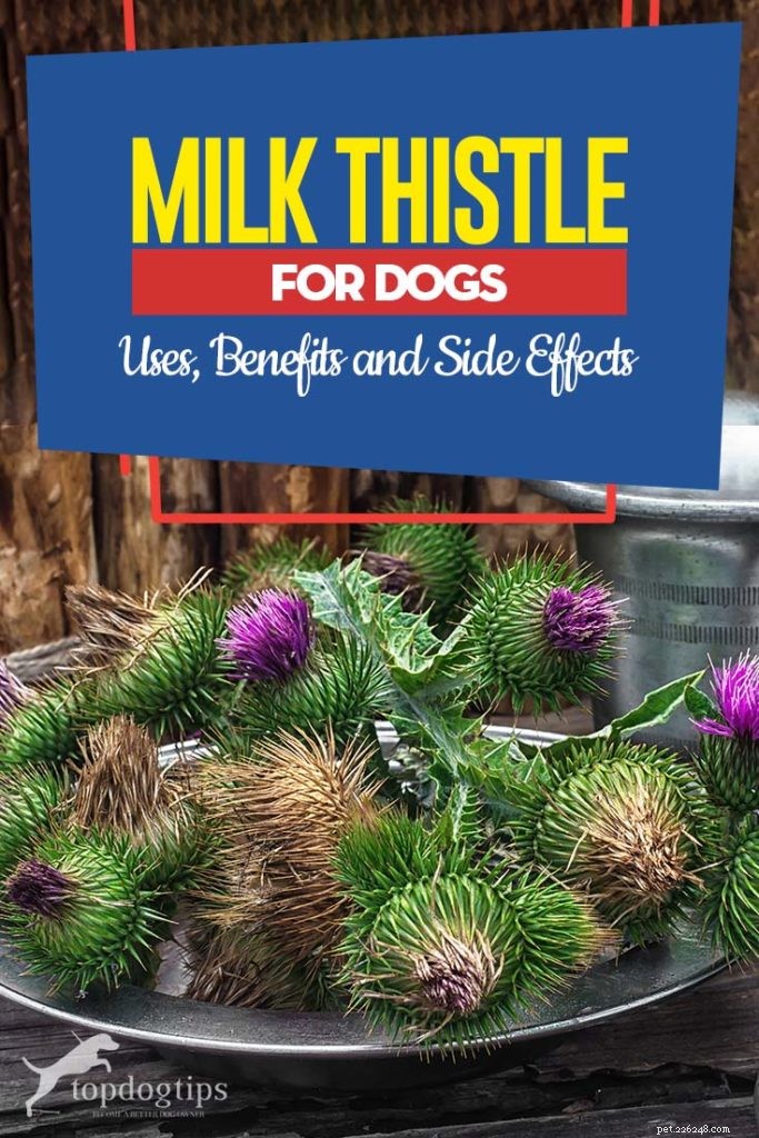 Milk Thistle for Dogs: Benefits, Uses, and Safety Guide