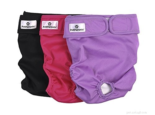 Dog Urinary Incontinence: Causes, Symptoms, and Treatment Options