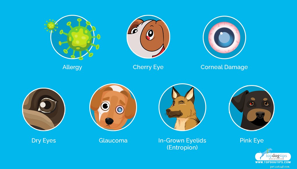 Understanding Red Eyes in Dogs: Causes & Effective Care