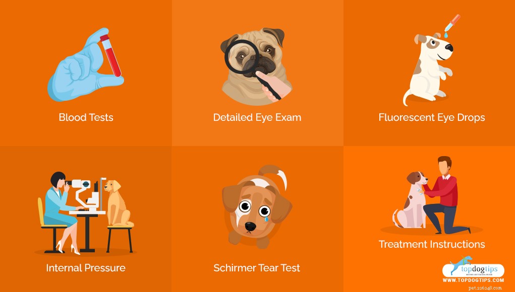 Understanding Red Eyes in Dogs: Causes & Effective Care