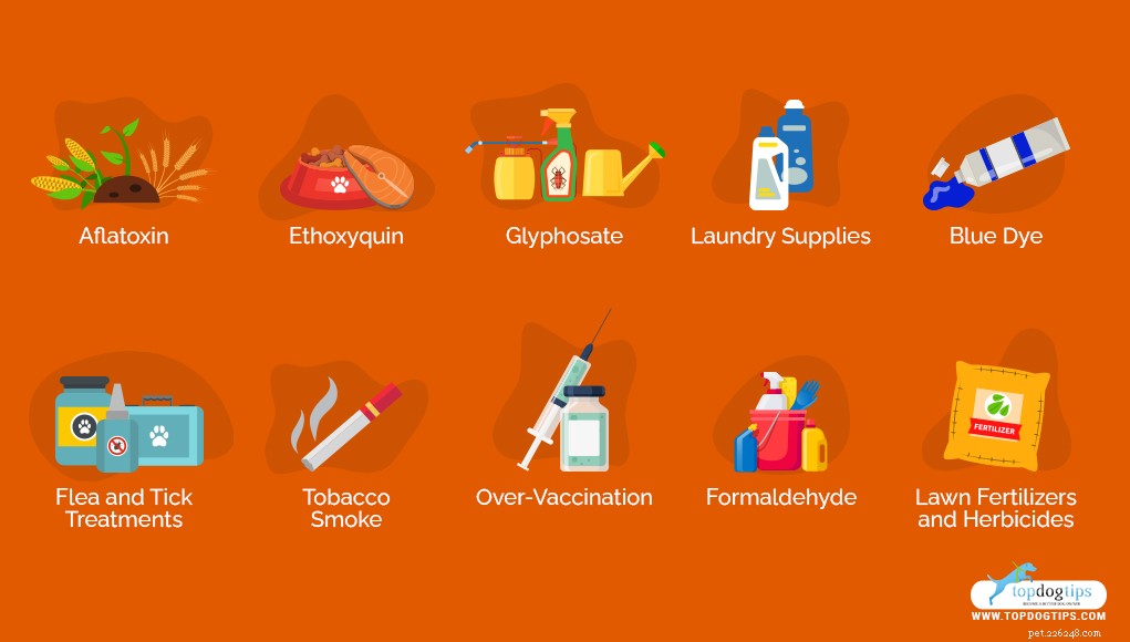 10 Dog Products and Household Items That May Raise Cancer Risk – Protect Your Pet