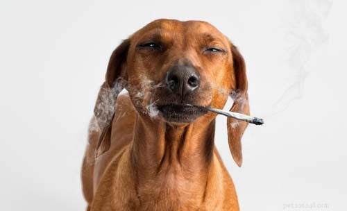 10 Dog Products and Household Items That May Raise Cancer Risk – Protect Your Pet