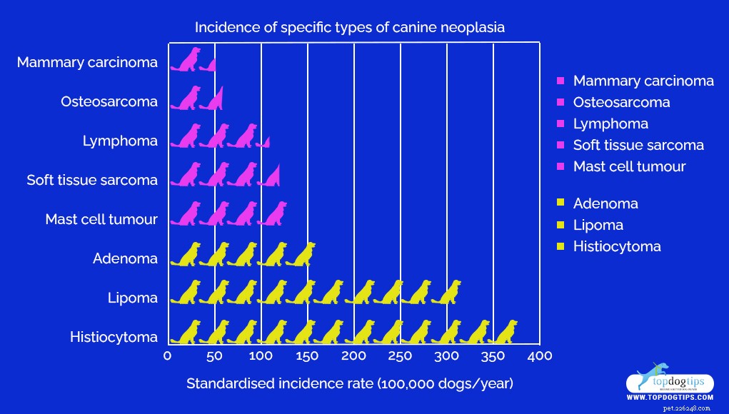 10 Dog Products and Household Items That May Raise Cancer Risk – Protect Your Pet